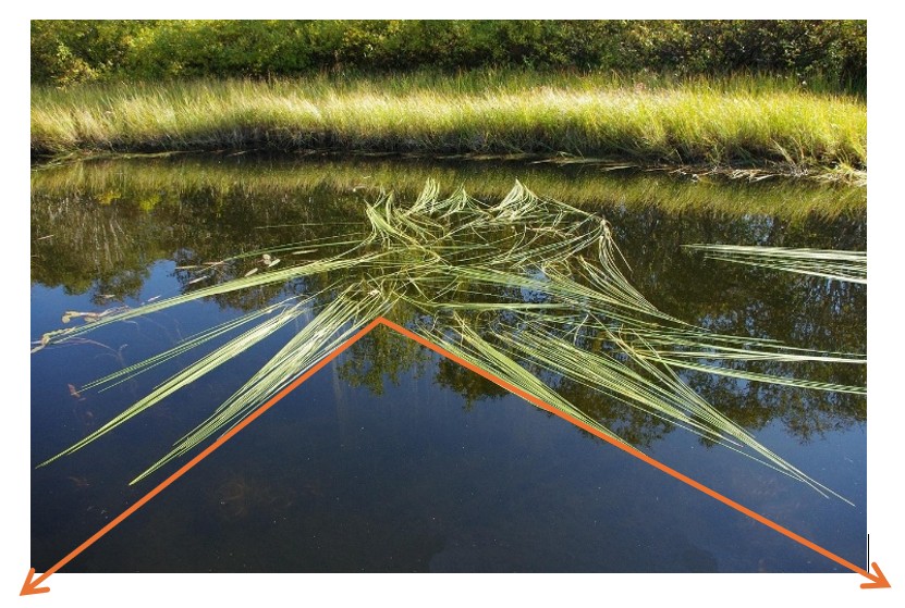 Long blades of grass in pond with orange arrows demonstrating angle example